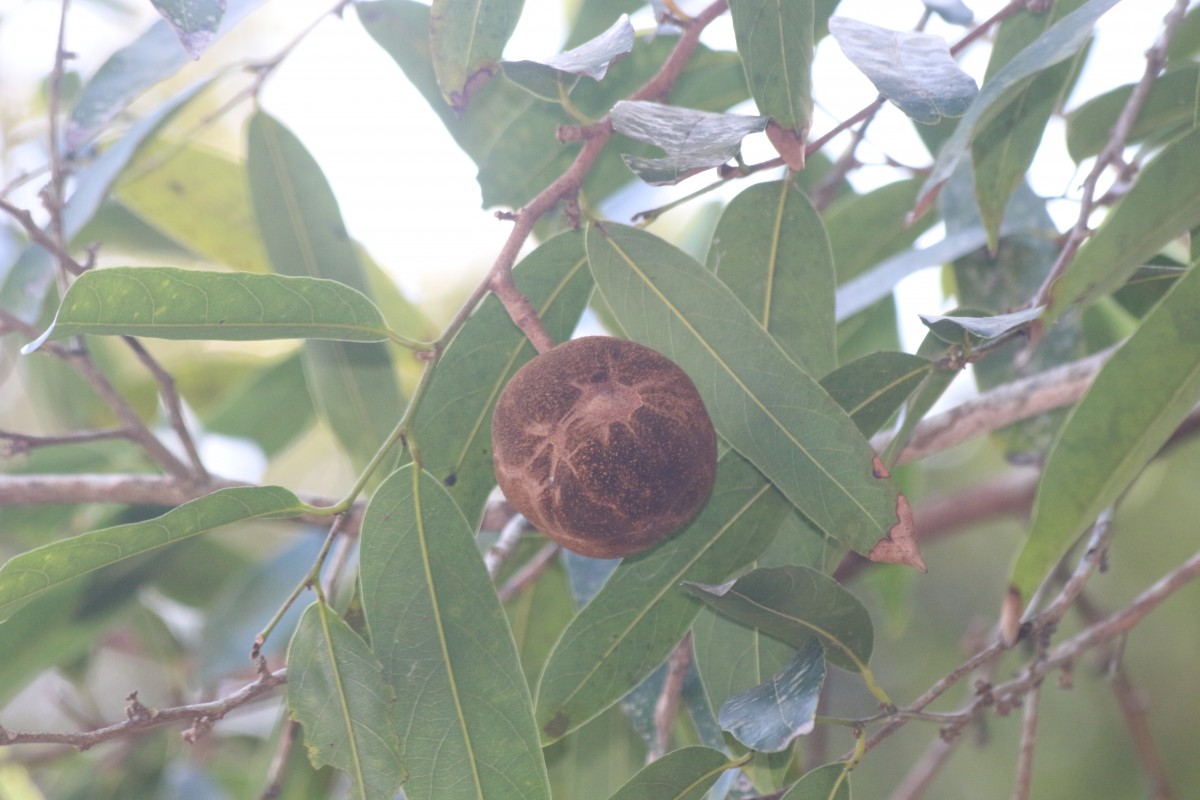 Hydnocarpus castaneus Hook.f. & Thomson